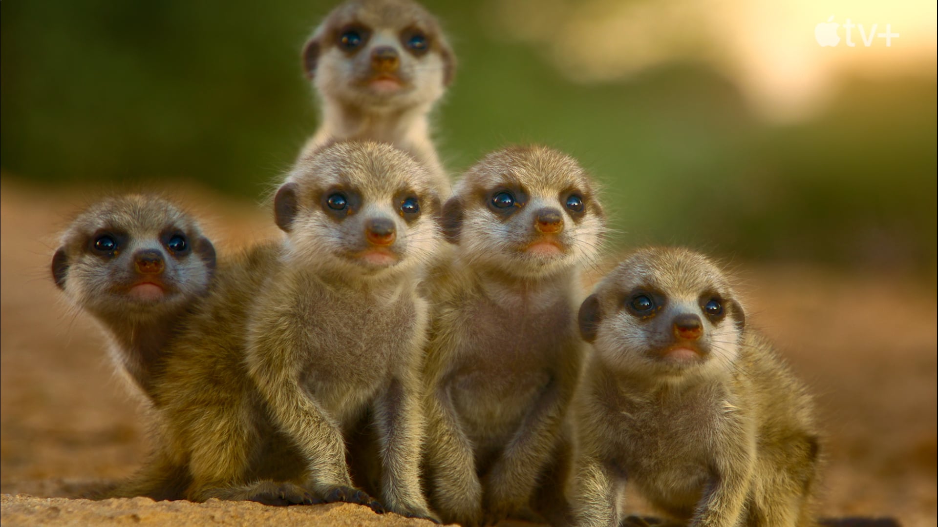 The Secret Lives of Animals – Trailer