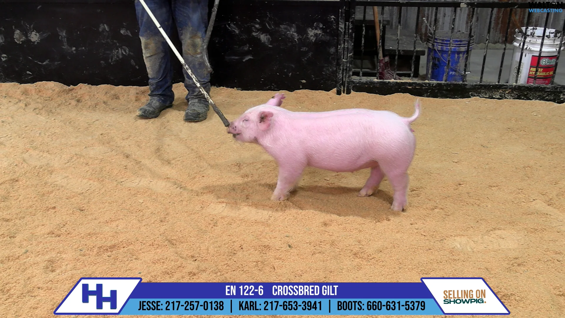 En 122 6 crossbred gilt 02 january 2025 06 13 27 pm