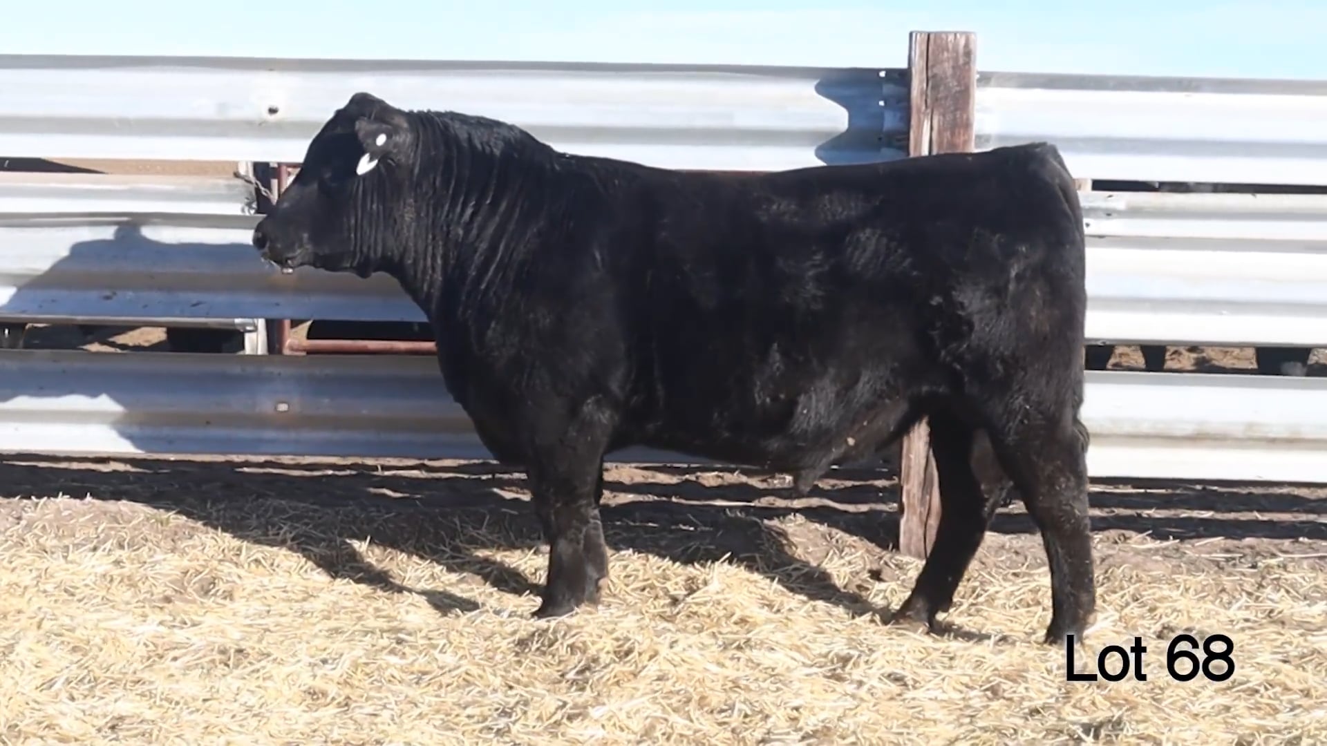 Lot 68 McConnell Bloodline 3051