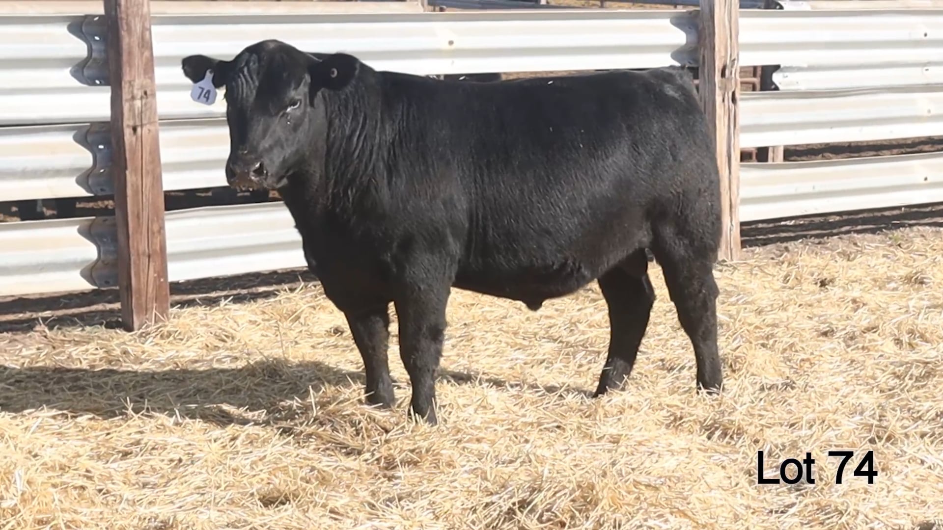 Lot 74 McConnell Final Choice 3223