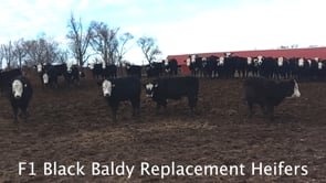 Lot #100 - F1 Black Baldy Replacement Heifers