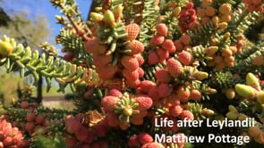 Matt Pottage – Conifers, Life after Leylandii