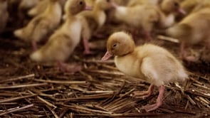 Lili, die wahre Geschichte einer Ente | Animal Equality