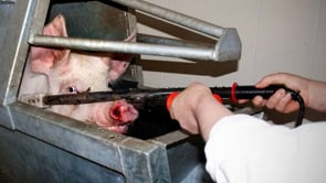 Grausame Schweine-Schlachtung