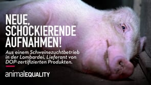 Die Große Lüge – Schweinefarmen in Italien