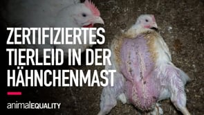 Zertifiziertes Tierleid in der Hähnchenmast