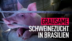 Schon als Babys gequält: Fleischproduktion in Brasilien