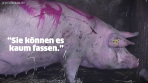 IM SCHLACHTHOF: Tiere wissen, was passiert