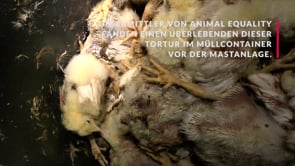 Neue Recherche von Animal Equality in Hähnchenmastbetrieb