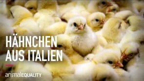 Aufgedeckt: die brutale Hähnchenfleisch-Industrie Italiens