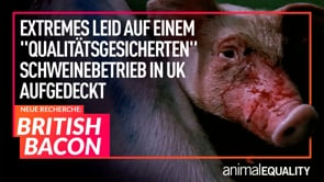 Recherche: Extremes Leid auf einem „qualitätsgesicherten“ Schweinebetrieb in UK aufgedeckt