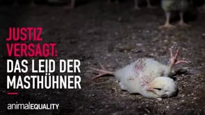 Justiz versagt: Erneut Verfahren in Tierschutzskandal eingestellt