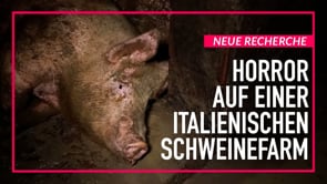 Recherche: Horror auf einer italienischen Schweinefarm