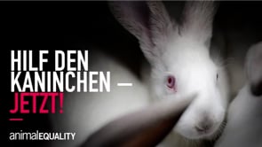 Käfigleid: Hilf den Kaninchen JETZT!