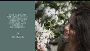 Alla Olkhovska on Clematis