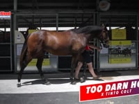 Too Darn Hot x Tinto Colt MMGC 25