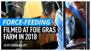 How Is Foie Gras Made? | Inside A Foie Gras Farm – France, 2018 | Animal Equality