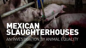 Mexican slaughterhouses – An investigation by Animal Equality