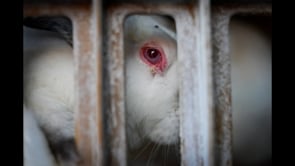 Cruelty exposed inside rabbit farms linked to the UK | Animal Equality Investigation