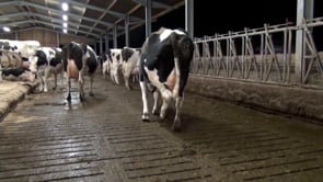DAIRY’S DARK SECRET
