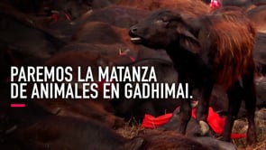 Paremos la matanza de animales en Gadhimai