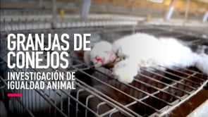 Maltrato en granjas de conejos