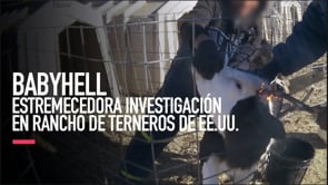 Igualdad animal revela escenas estremecedoras en macrogranja de terneros de EE.UU.