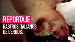Reportaje en rastros italianos de cerdos | Igualdad Animal