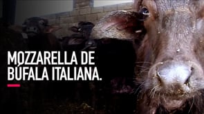 Mozzarella de Búfala Italiana