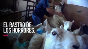 El Rastro de los horrores