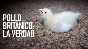 Pollo británico: la verdad.  ¡Nueva investigación!