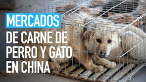 en China | Investigación de Igualdad Animal