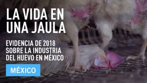 Nueva investigación de Igualdad Animal narrada por Eugenio Derbez