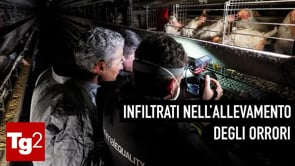 Una vita in gabbia: con il Tg2 in un allevamento di galline | Un’inchiesta di Animal Equality