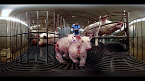 iAnimal, Maiali – Narrato da Giulia Innocenzi
