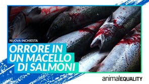 Orrore in un macello di salmoni in Scozia