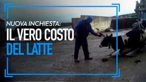 Il vero costo del latte: crudeltà su mucche e vitelli in un’allevamento del Regno Unito