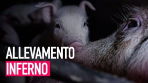 ⚠️ Crudeltà nascoste – Vivere e morire in un allevamento di maiali in Italia