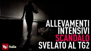 Le terrificanti immagini degli allevamenti intensivi in diretta su Tg2 Italia