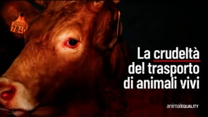 Trasporto animali vivi: i viaggi via mare dall’Europa a Medio oriente e Nord Africa