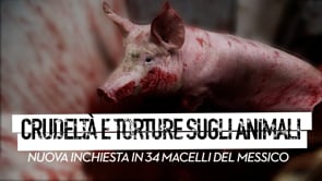 Crudeltà e torture sugli animali: inchiesta di Animal Equality in più di 30 macelli in Messico