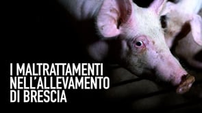 Maltrattamenti in un maxi-allevamento di maiali in Lombardia | Un’inchiesta di Animal Equality
