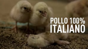 POLLO 100% ITALIANO | Un’inchiesta di Animal Equality