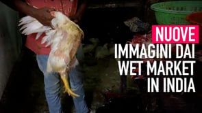 Nei wet market in India, dove nulla è cambiato | Un’inchiesta di Animal Equality