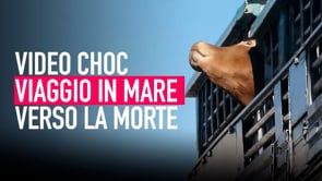 Trasporto di animali vivi: viaggio in mare verso la morte | Un’inchiesta di Animal Equality
