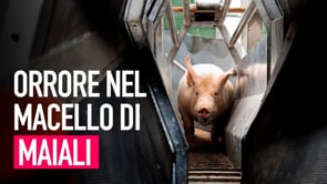 Maiali uccisi senza stordimento nei macelli | Un’inchiesta di Animal Equality