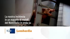 La nostra inchiesta in un macello del nord Italia al TGR Lombarida