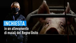 Inchiesta in un allevamento intensivo di maiali “certificato” del Regno Unito