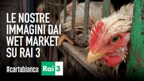 Le nostre immagini dai wet market su Rai 3!