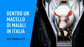 Cosa succede in un macello di maiali in Italia | Inchiesta di Animal Equality